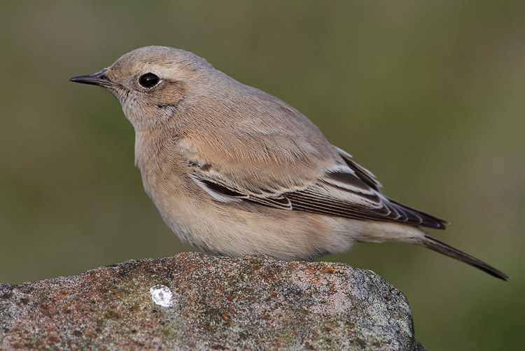Desert Wheatear