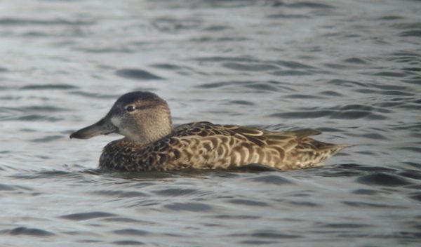 Blue-winged Teal