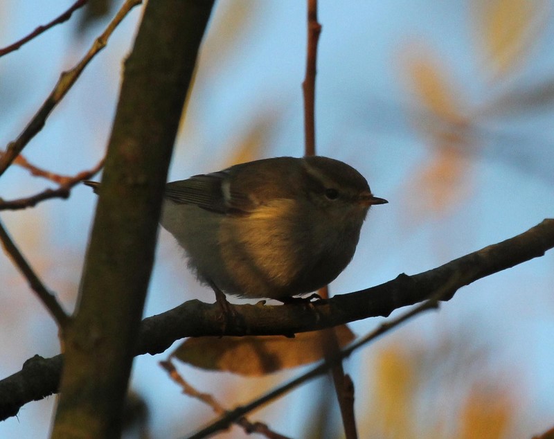 Hume's Yellow-browed Warbler