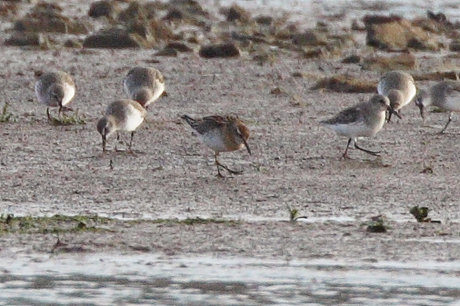 Sharp-tailed Sandpiper