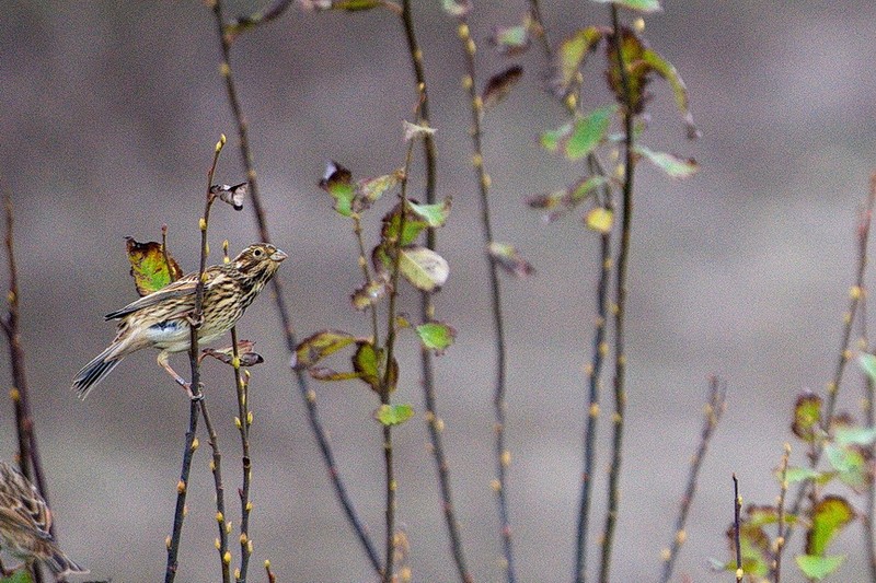 Corn Bunting