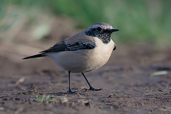 Desert Wheatear