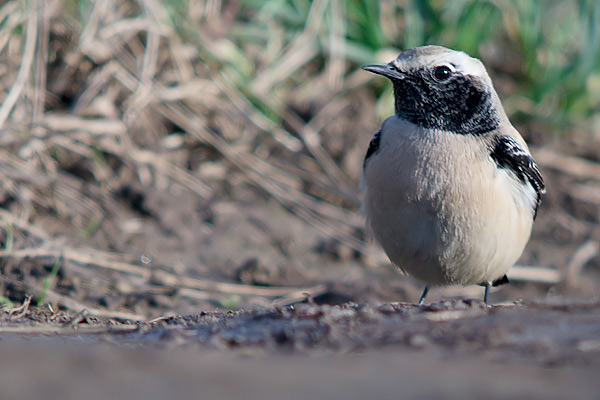 Desert Wheatear