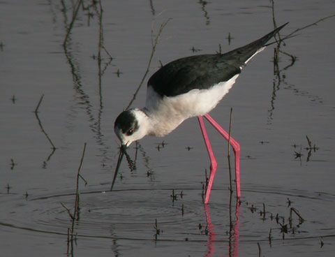 Black-winged Stilt