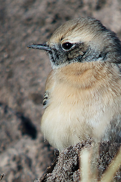 Desert Wheatear
