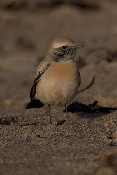 Desert Wheatear