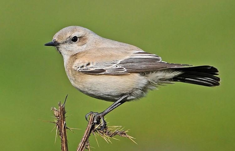 Desert Wheatear