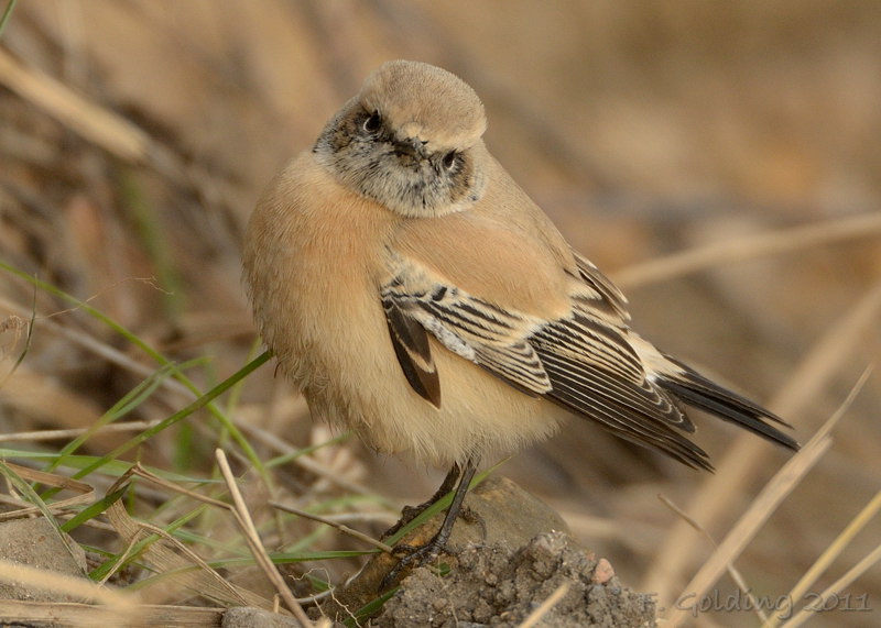 Desert Wheatear