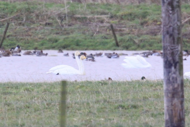 American Wigeon