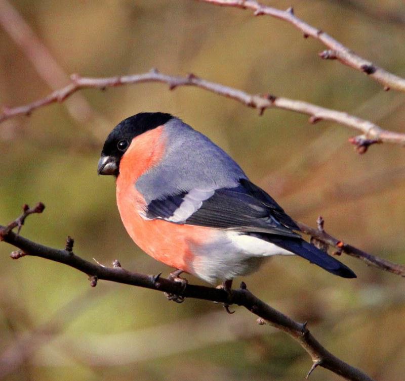 Bullfinch