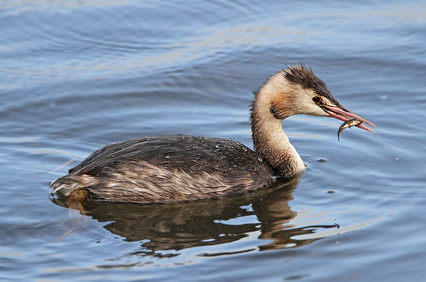 Great Crested Grebe