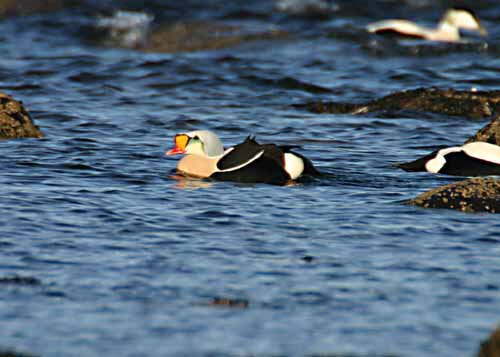 King Eider