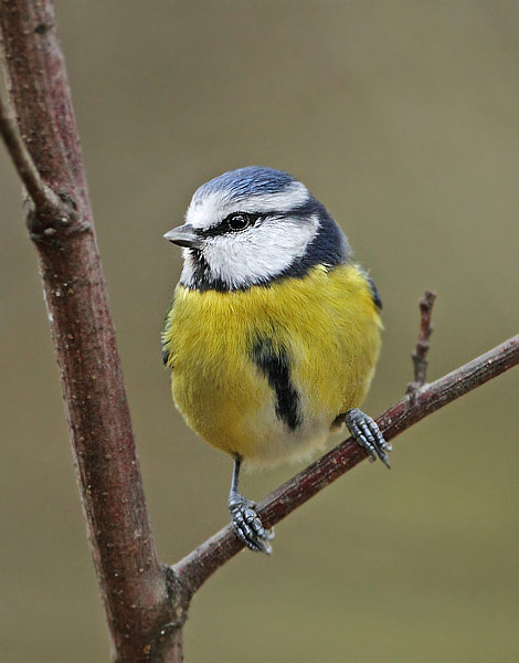 Blue Tit