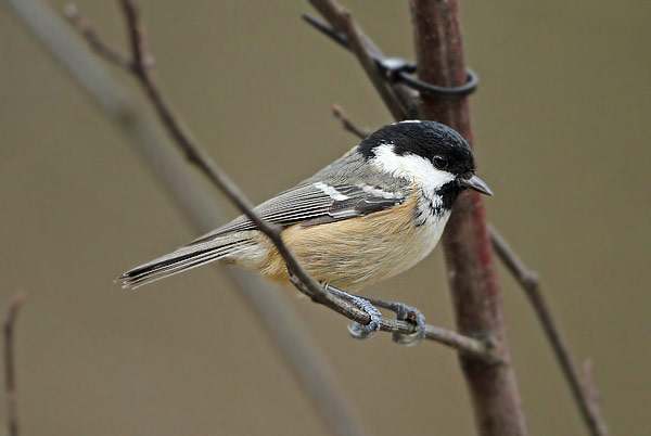 Coal Tit
