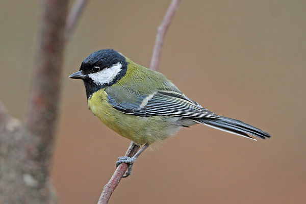 Great Tit