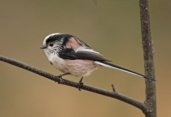 Long-tailed Tit