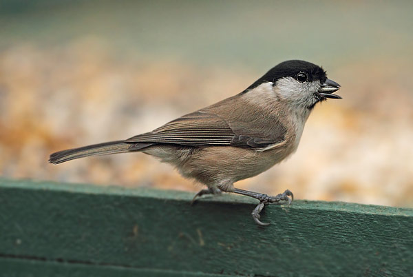 Marsh Tit
