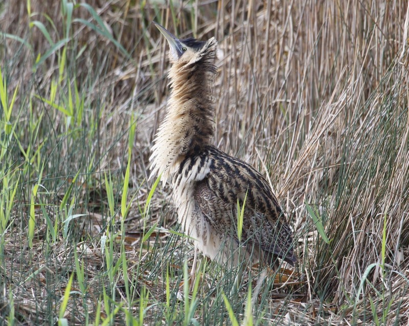 Bittern