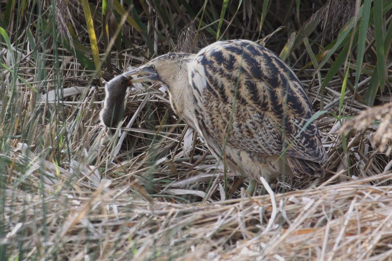 Bittern