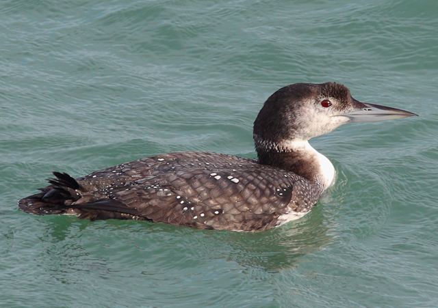 Great Northern Diver