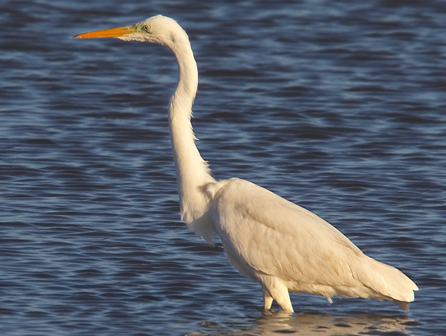 Great White Egret