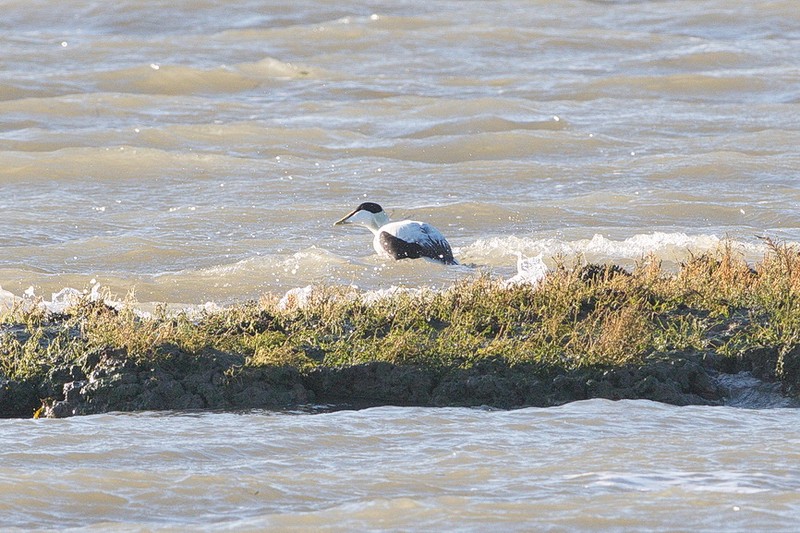 Eider