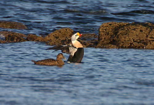 King Eider