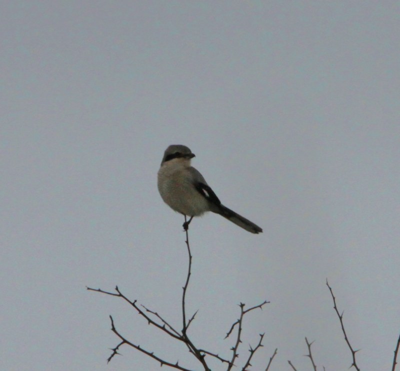 Great Grey Shrike