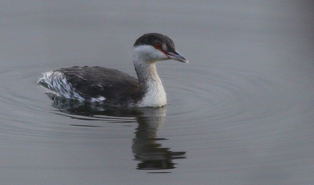 Slavonian Grebe