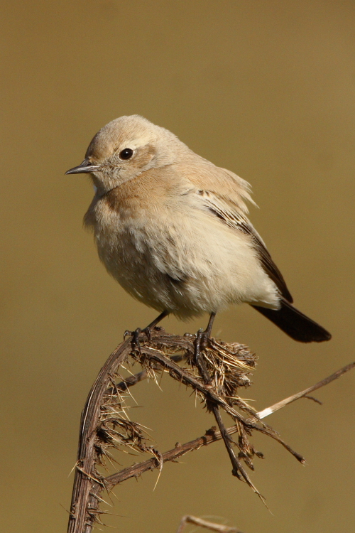 Desert Wheatear