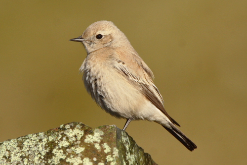 Desert Wheatear