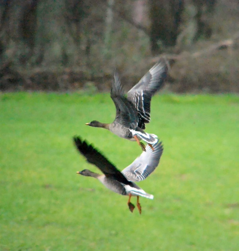 Tundra Bean Goose