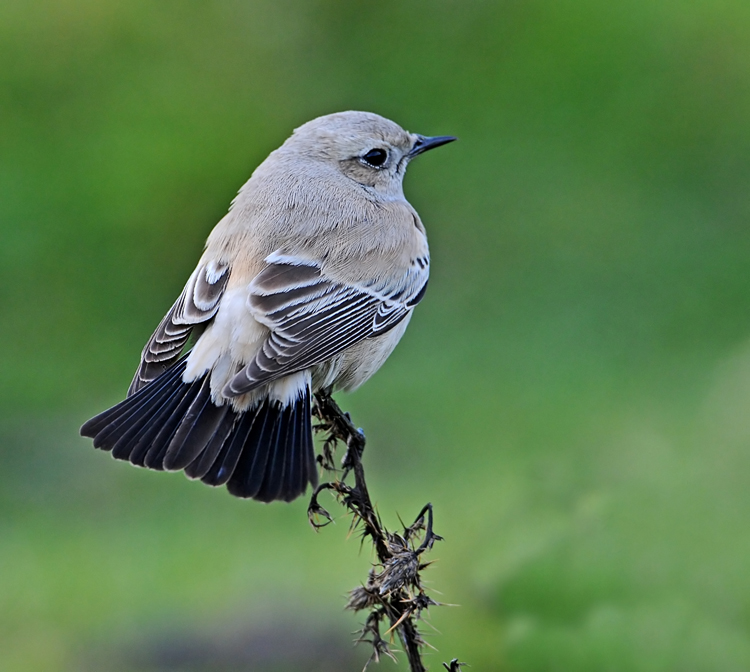 Desert Wheatear