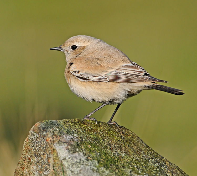 Desert Wheatear