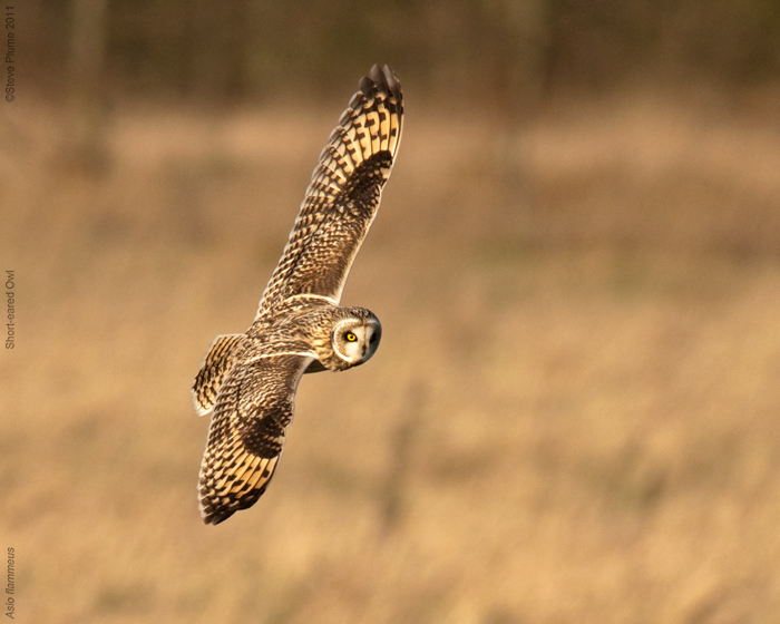 Short-eared Owl