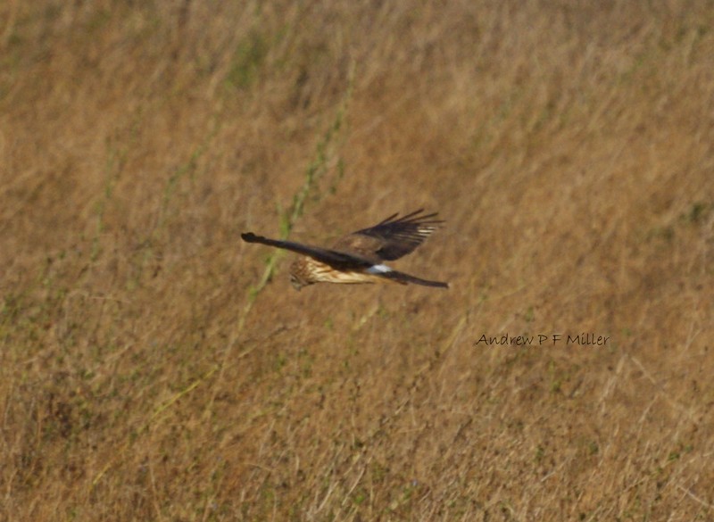 Hen Harrier