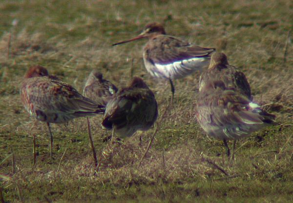 Long-billed Dowitcher