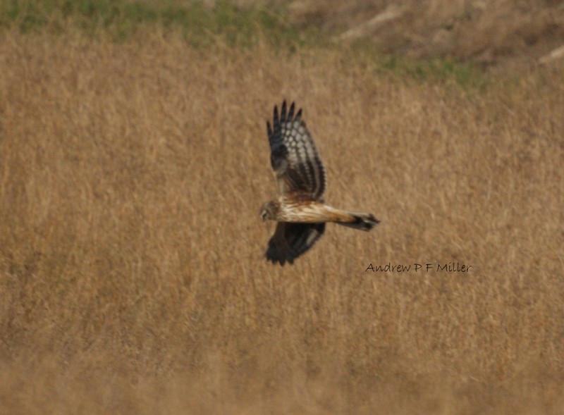 Hen Harrier