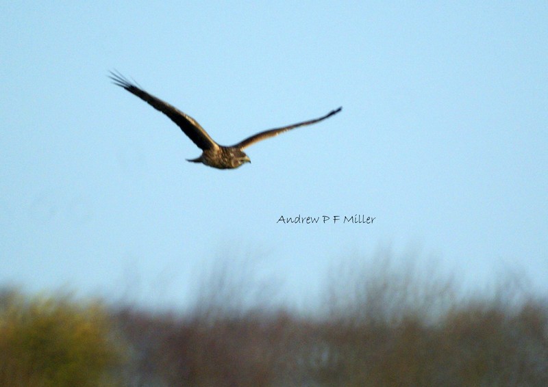 Hen Harrier