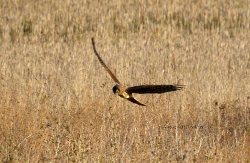 Hen Harrier