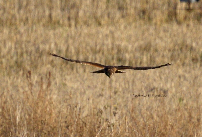 Hen Harrier