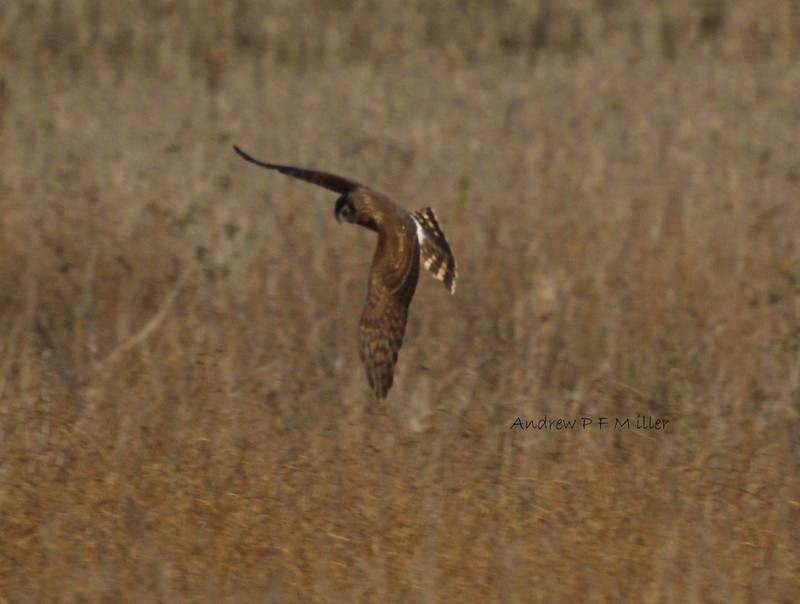 Hen Harrier