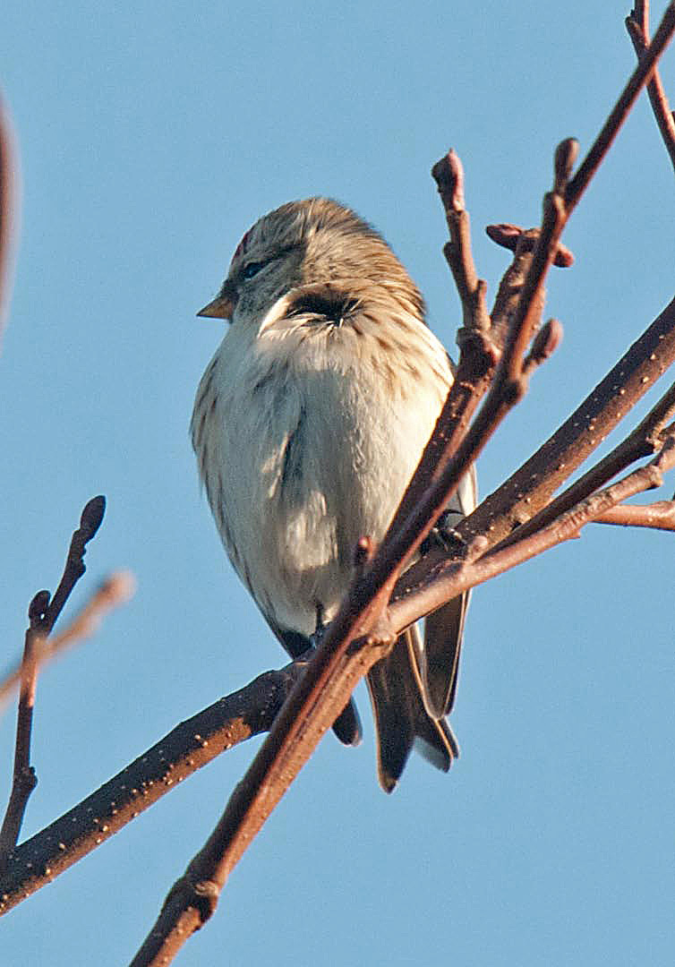 Coues's Arctic Redpoll