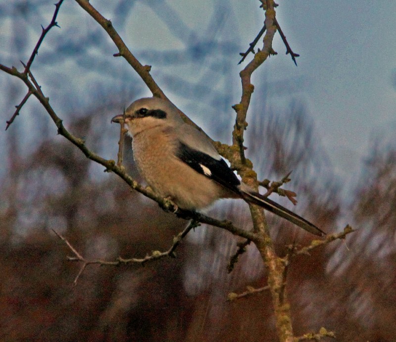 Great Grey Shrike