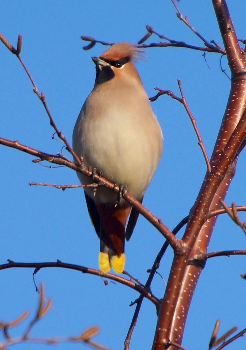 Waxwing
