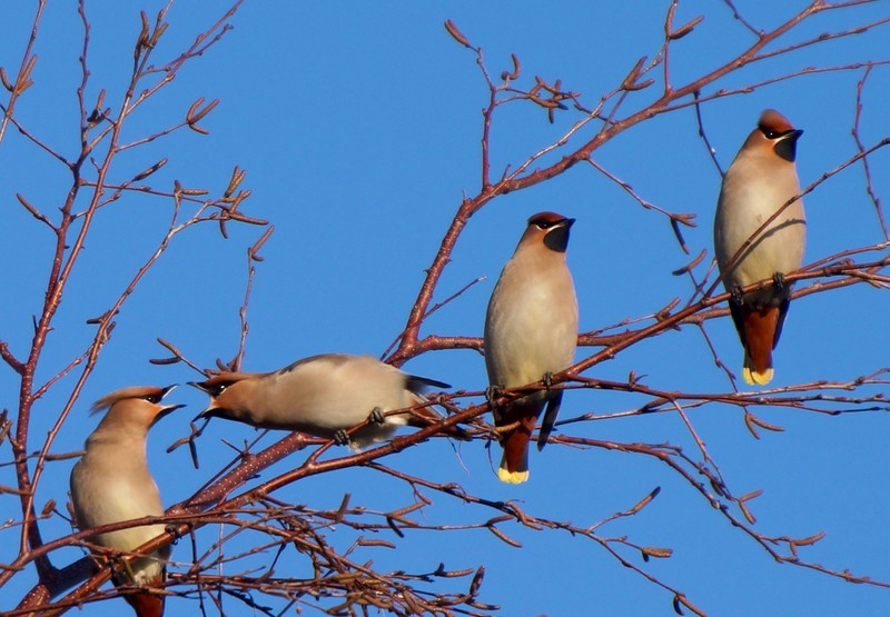 Waxwing