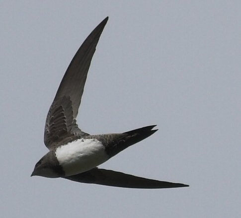 Alpine Swift