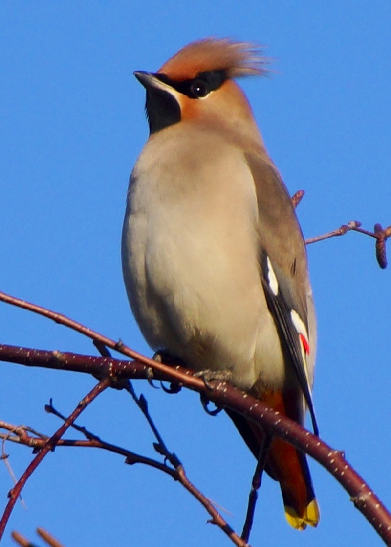 Waxwing