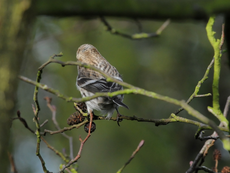 Coues's Arctic Redpoll