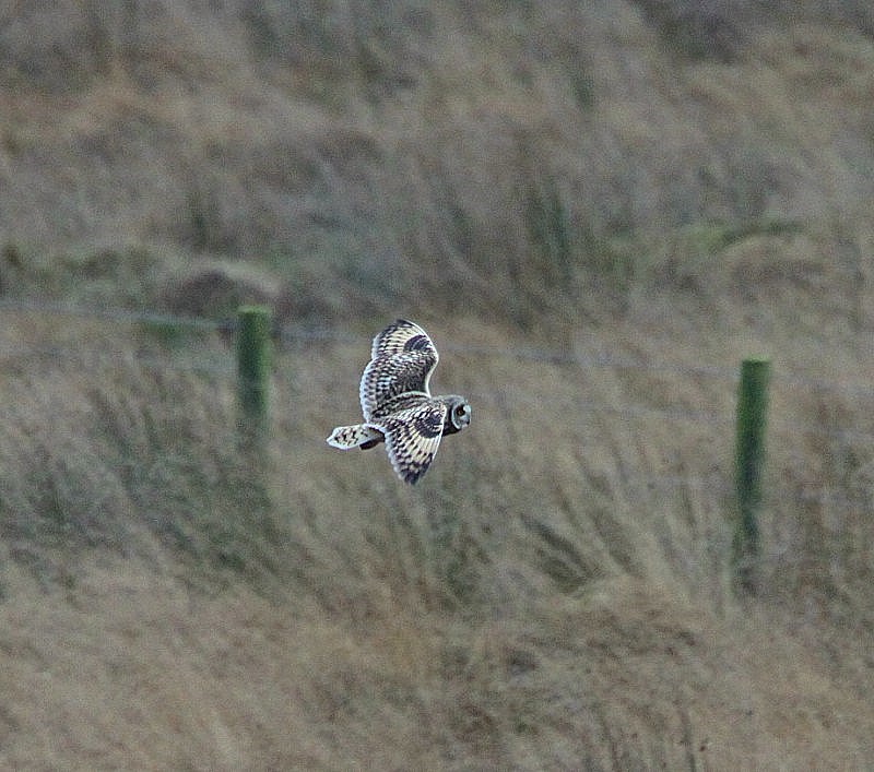Short-eared Owl